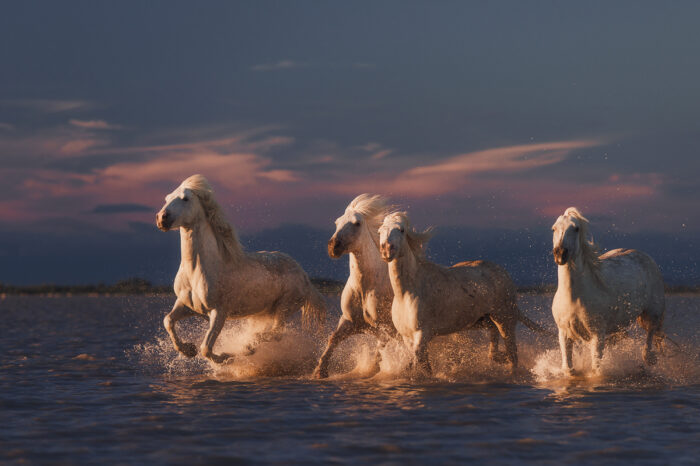 Фототур Камарг | Camargue